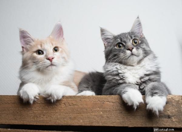 Hoe lang duurt het voordat twee katten met elkaar kunnen opschieten?