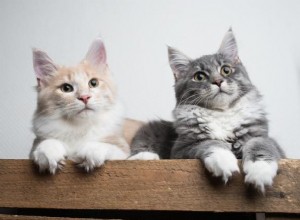 Сколько времени нужно, чтобы две кошки поладили?