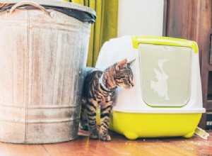 Moje kočka nadměrně škrábe odpadkový koš