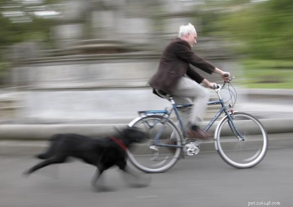Pourquoi les chiens chassent-ils les voitures ? - Également motos, vélos et autres véhicules