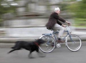 개가 차를 쫓는 이유는 무엇입니까? - 또한 오토바이, 자전거 및 기타 차량