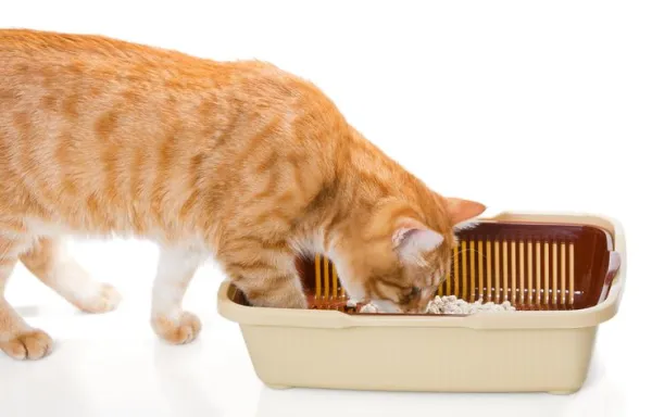 Katten die vuil eten - Tekenen van Pica bij katten