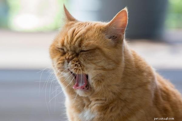 Kočky požírající špínu – známky piky u koček