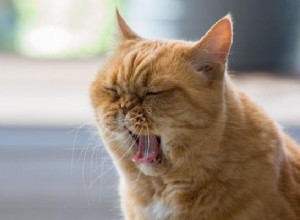 汚れを食べる猫-猫の異食症の兆候 
