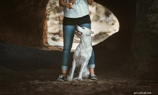 Когнитивно-эмоциональная тренировка собак — полное руководство