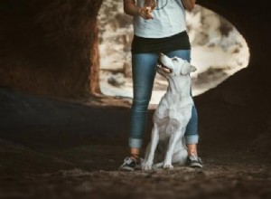 Когнитивно-эмоциональная тренировка собак — полное руководство
