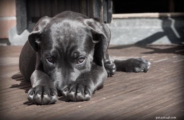 Hur man får en rädd hund att lita på dig - Adoptionstips
