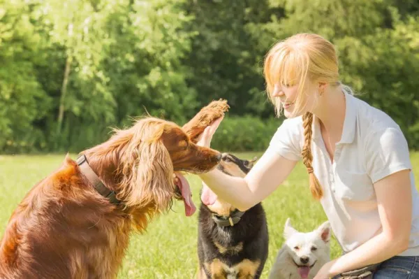Hoe zorg je ervoor dat een bange hond je vertrouwt - Adoptietips
