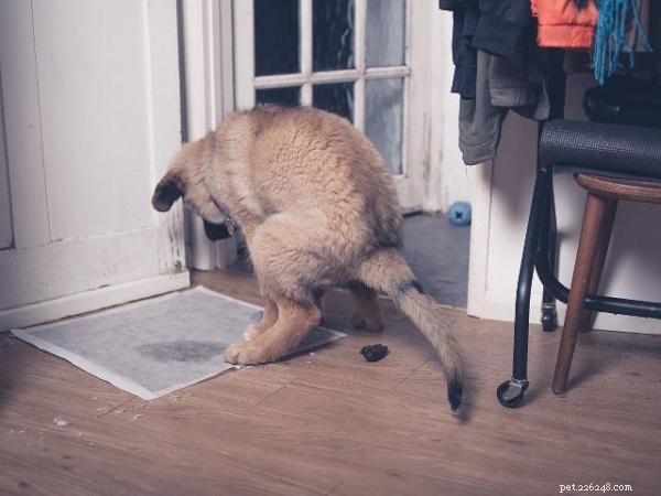 犬が突然家の中でうんちをするのはなぜですか？ 