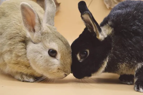 Агрессия у кроликов - причины