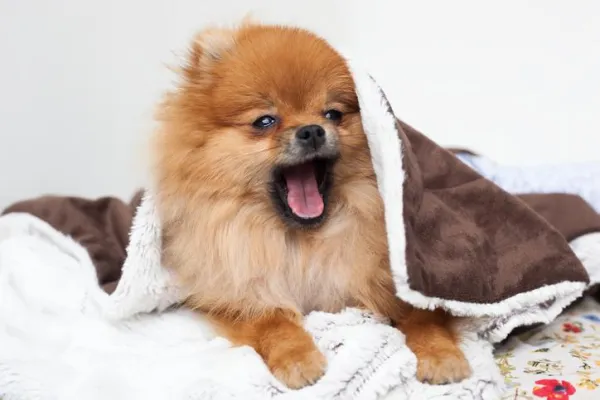 Pomeranian-träning för valpar och vuxna hundar