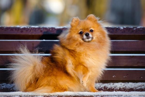 Treinamento de Pomeranian para filhotes e cães adultos