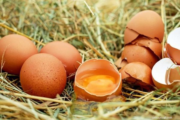 Waarom eten kippen hun eigen eieren?