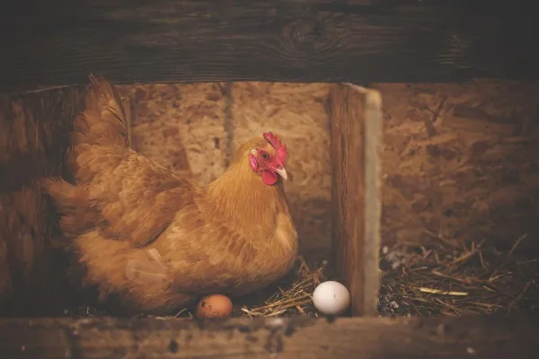 Por que as galinhas comem seus próprios ovos?