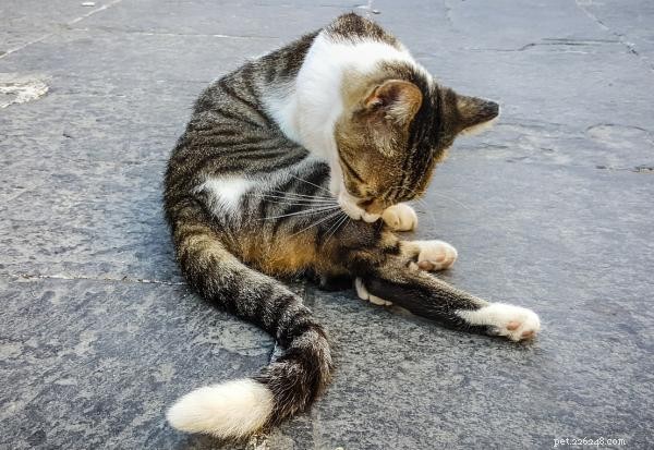 Mijn kat blijft zichzelf bijten - Oorzaken van overmatig kauwen op de vacht