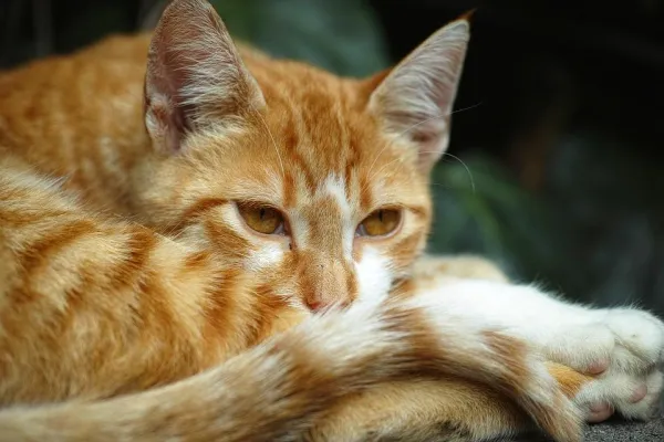 Moje kočka se neustále kouše – příčiny nadměrného žvýkání srsti