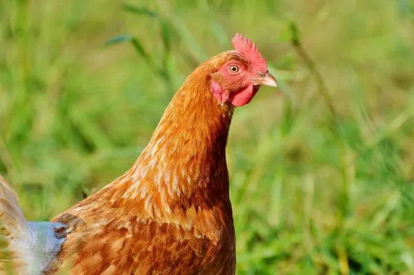 Waarom eten kippen hun eigen eieren?