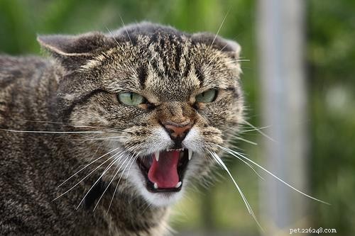 Een agressieve kat kalmeren