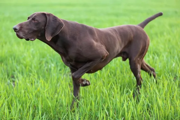 O que significa quando um cão levanta a pata dianteira?