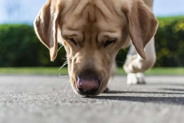Vad betyder det när en hund lyfter en framtass?