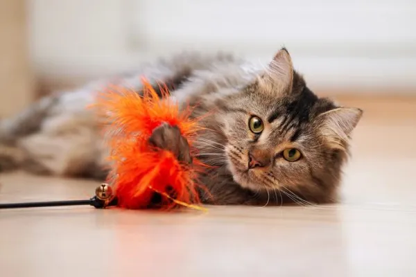 Como brincar com um gato - jogos divertidos para criar laços com seu gato!