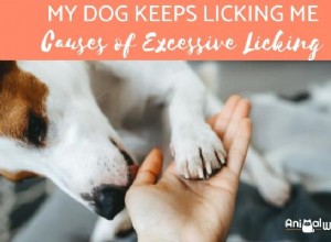 Můj pes mě nepřestane olizovat – příčiny nadměrného lízání