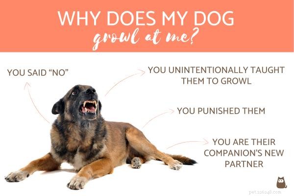 내 개가 나에게 으르렁거리는 이유는 무엇입니까?