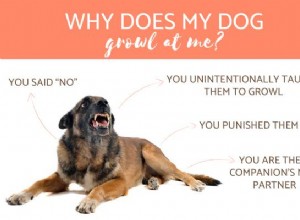 なぜ私の犬は私にうなり声を上げますか？ 