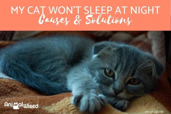Mijn kat slaapt  s nachts niet - is er een probleem?