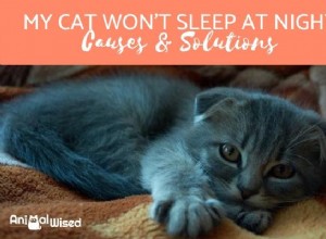 Moje kočka v noci nespí – je nějaký problém?
