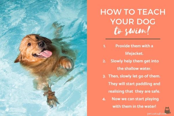 긍정적인 강화를 통해 수영하는 개를 가르치는 방법