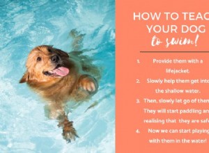 積極的な強化を通して泳ぐように犬を教える方法 