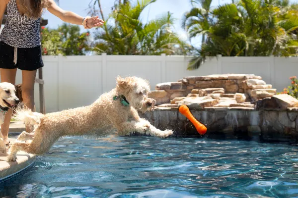 Hur man lär en hund simma genom positiv förstärkning