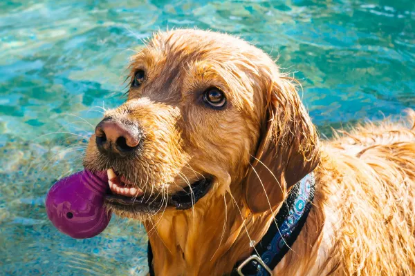 Een hond leren zwemmen door middel van positieve bekrachtiging