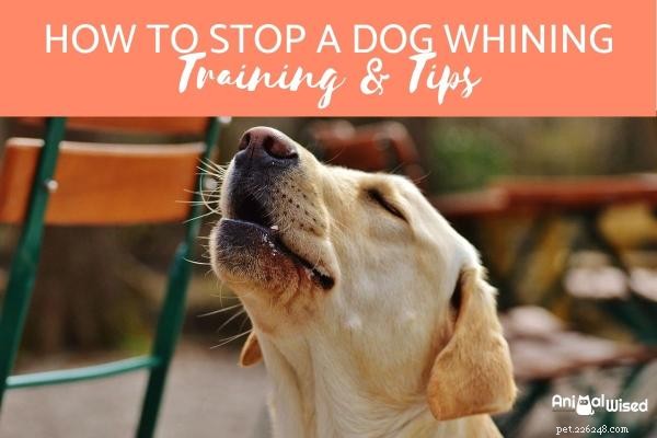 Como fazer um cachorro parar de choramingar