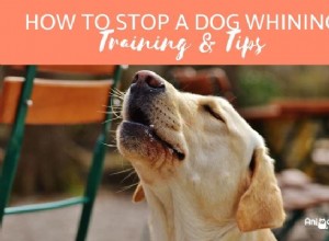 Как заставить собаку перестать скулить