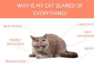 내 고양이는 모든 것을 무서워합니다