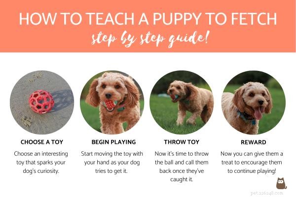 Jak naučit štěně aportovat