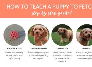 Как научить щенка приносить мяч