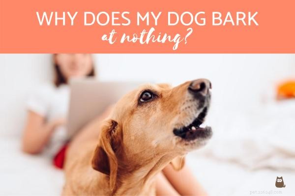Varför skäller min hund på ingenting?