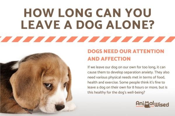 Quanto tempo você pode deixar um cachorro sozinho?