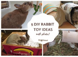 5 DIY nápadů na hračky pro králíky