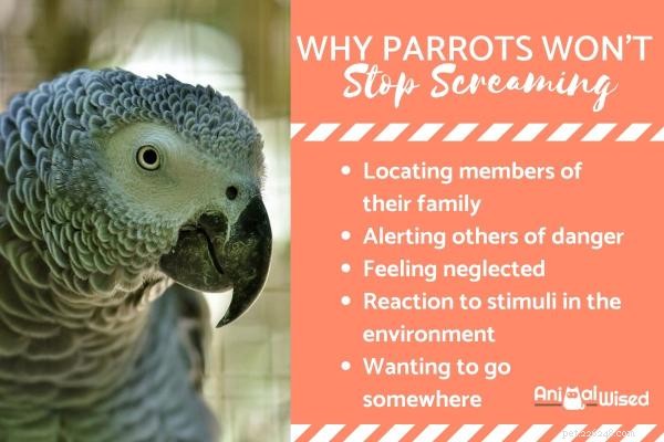 Mijn papegaai stopt niet met schreeuwen