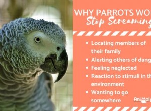 Můj papoušek nepřestane křičet