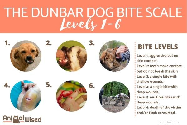 6 úrovní kousnutí psem – stupnice Dunbarova kousnutí