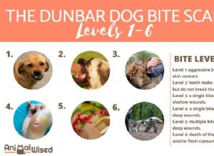 6 úrovní kousnutí psem – stupnice Dunbarova kousnutí