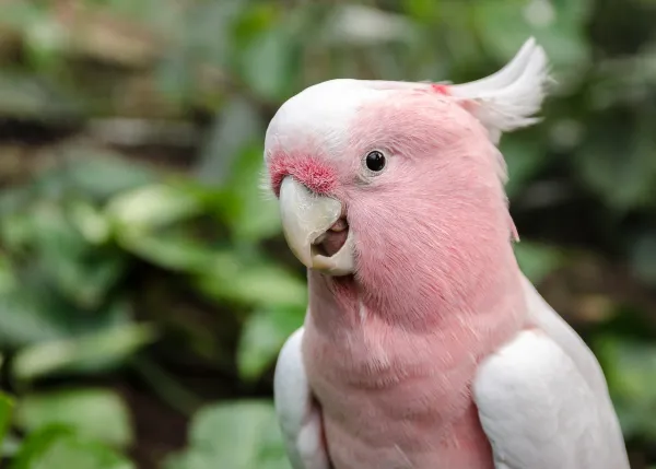 Min papegoja slutar inte skrika