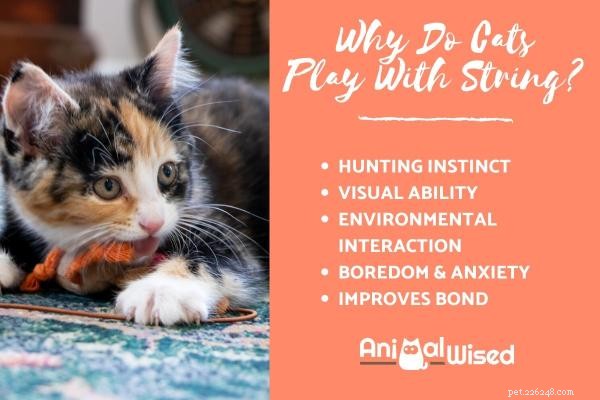 Varför gillar katter att leka med snören?