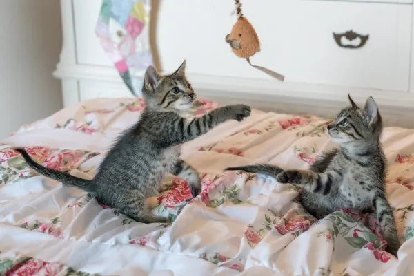 Varför gillar katter att leka med snören?