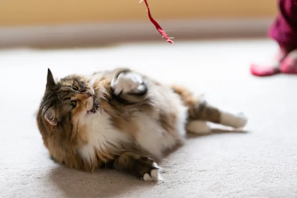 Por que os gatos gostam de brincar com barbante?